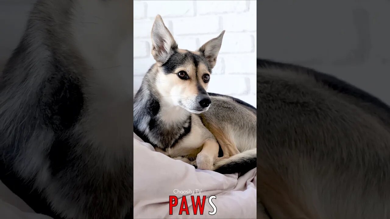 🐶 #PAWS - Cozy Canine Slumber: Dog Fluffs Up Bed, Nestles In for Sweet Dreams 🐾