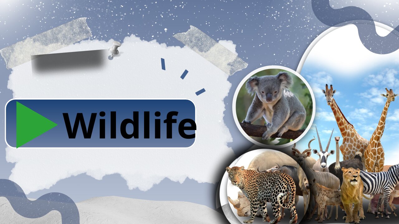 Wildlife on the snowy hills and stunning views