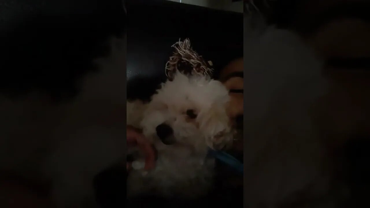 Toy Poodle reaction #shorts