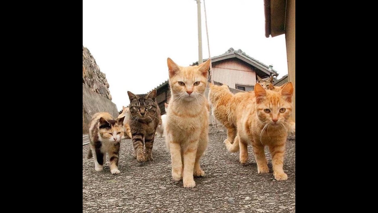 Funny moments from the life of cats. Fun with cats.