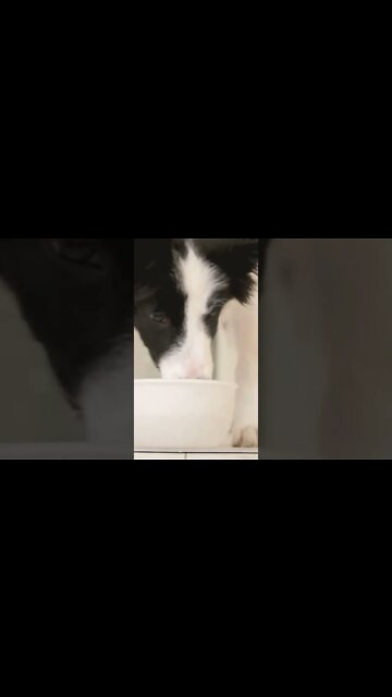 অভিমানী প্রাণী