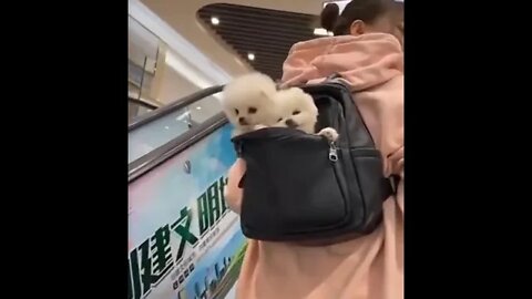 WHY.ARE.YOU.SO.CUTE??? #Puppy #Dogs #Shorts #Puppyvideo #Shortvideo #dog #doglover #cutedog #puppylo