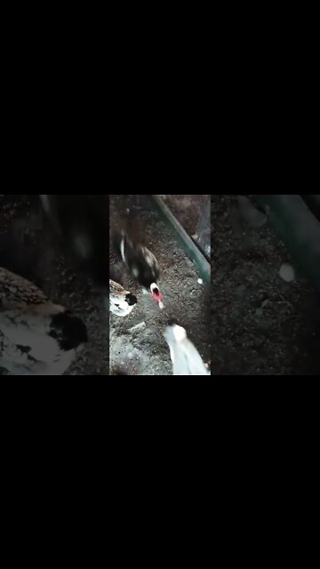 Good morning Rhiannon Rusty and ducks