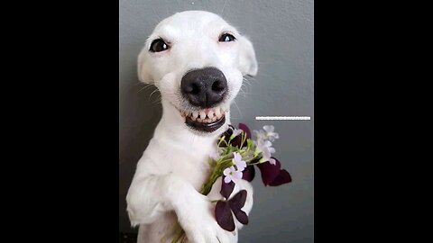 cute animals videos