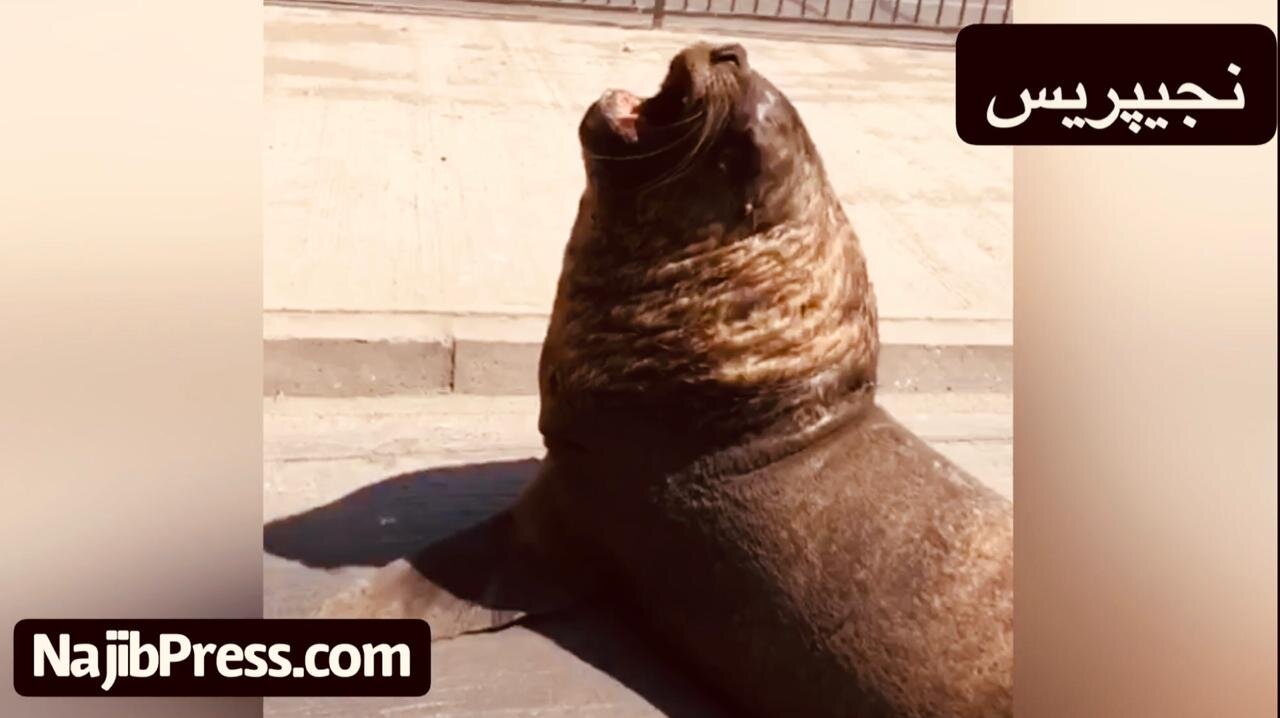 Exclusive .. A Moroccan meets a "strange animal" on a street in the Chilean state