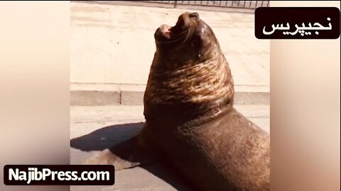 Exclusive .. A Moroccan meets a "strange animal" on a street in the Chilean state