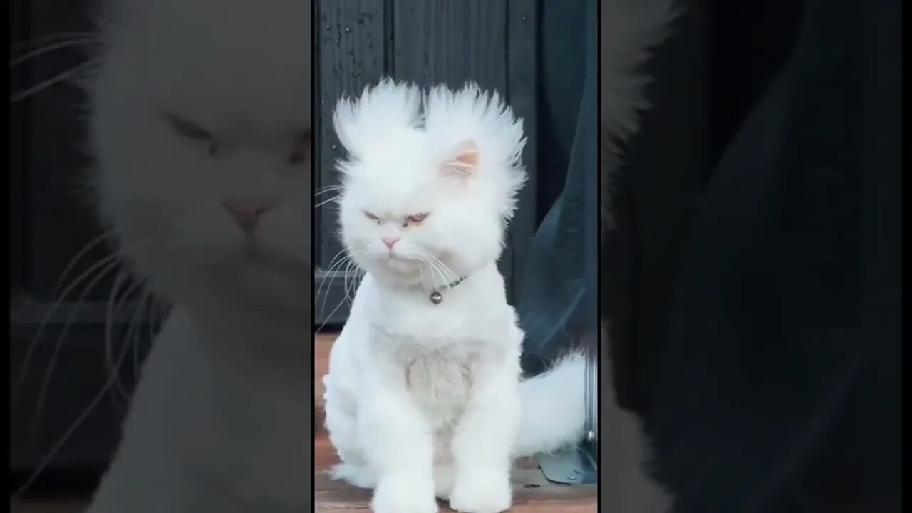 acordando de bom humor