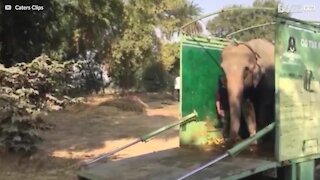 Elefante salvato dopo 40 anni di vita in cattività