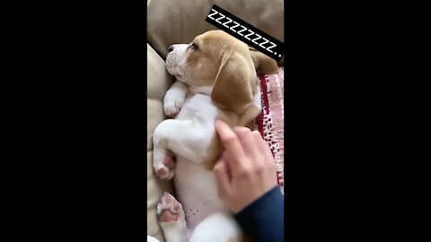 Adorable Beagle Puppy!!!