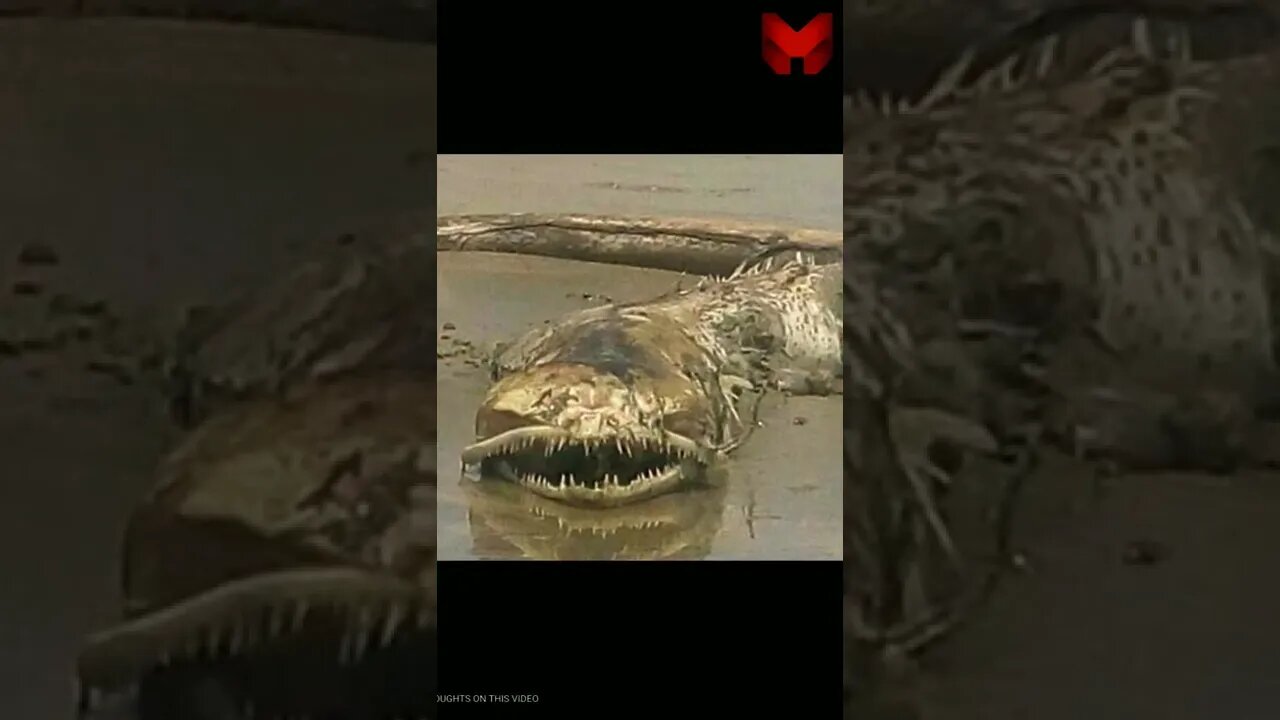 SCARY SEA MONSTER | FOUND ALIVE