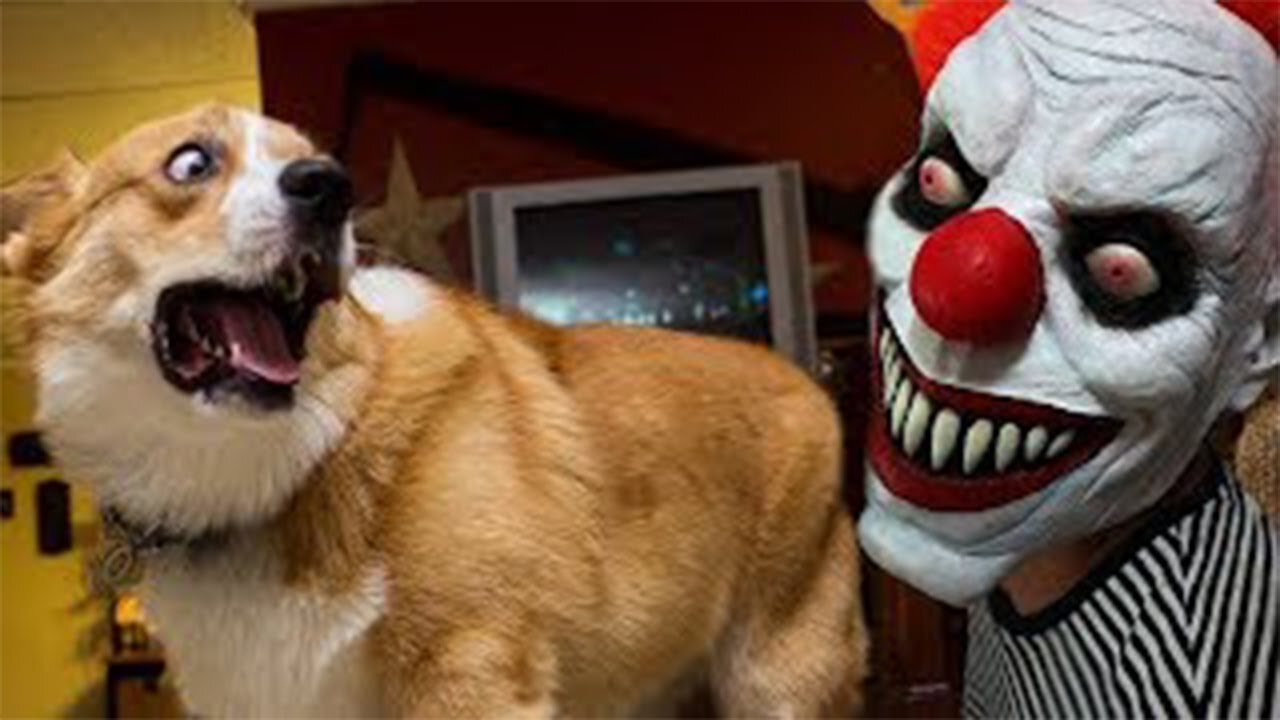 Funny Dogs And Cats At Halloween #1