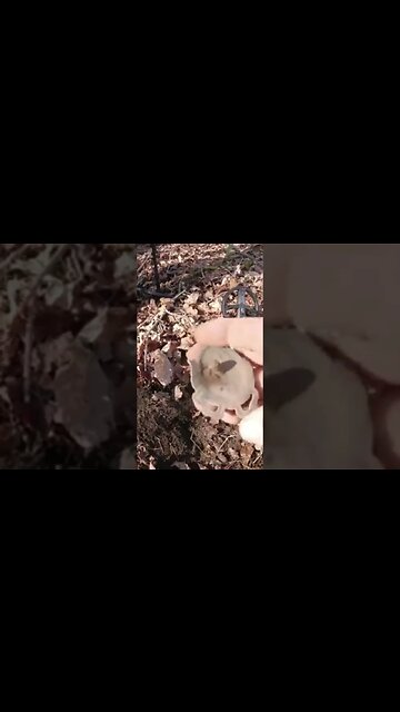 first fancy #treasure #relic #coins #metaldetecting #silver #buttons #trending #civilwar #fossil