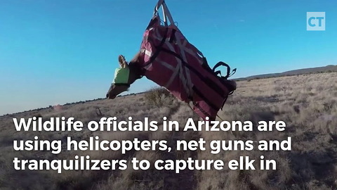 Helicopters, Net Guns and Elk ... Modern Cowboys at Work