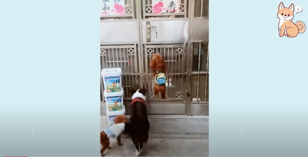 Puppy climbs door and opens it for his friends