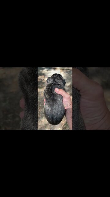 Danger x Luna male…1 wk old