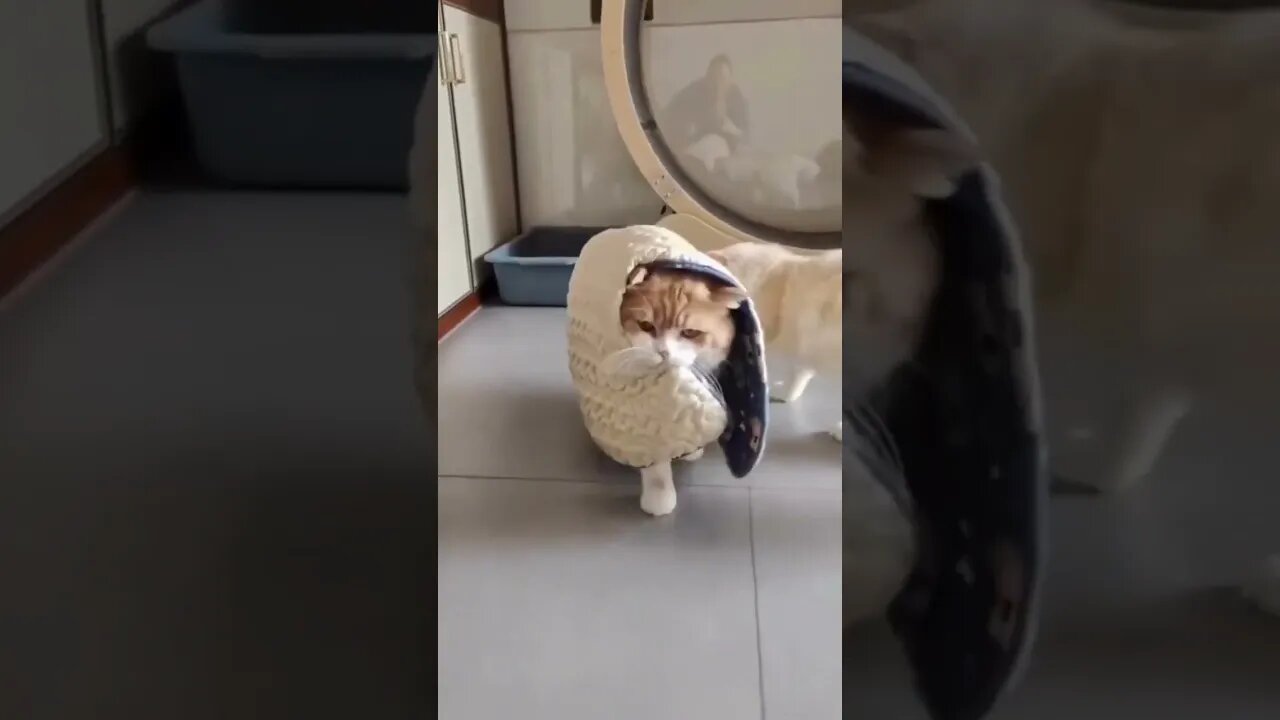 Celo Pets Animais Engraçados Funny Animals Channel 🐶🐱