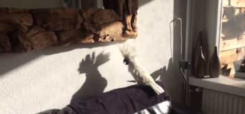 Cockatoo is confused by his shadow