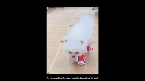 Can a dog wear sneakers? Funny Dog Compilation Videos #2