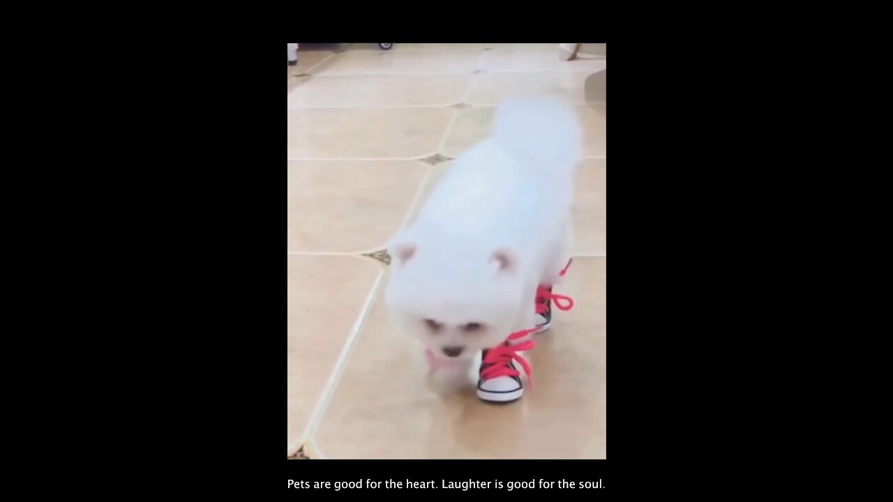 Can a dog wear sneakers? Funny Dog Compilation Videos #2