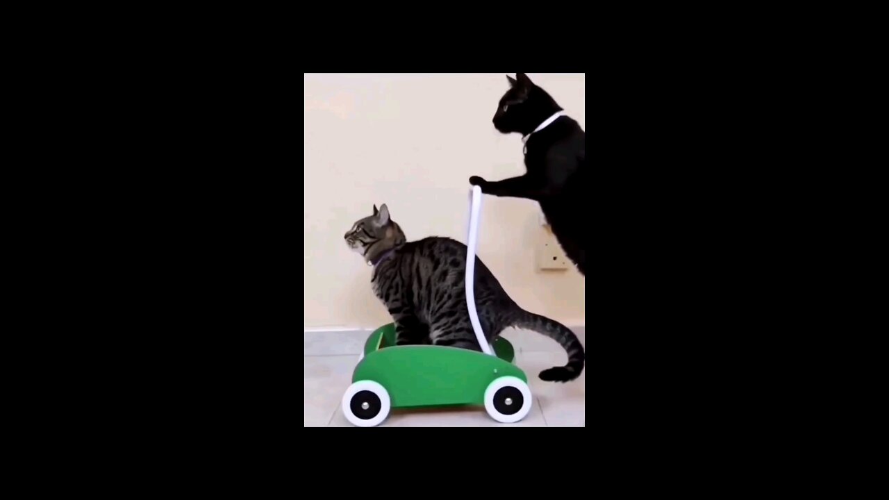 funniest smart cat🤣🤣 intresting video