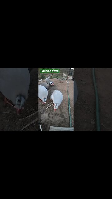 Cutest guinea fowl keets almost full grown