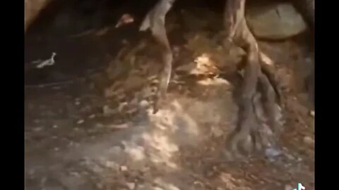 Are the trees alive?
