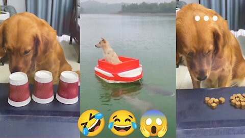 Aww So Cute ♥ Funny Cats and Dogs