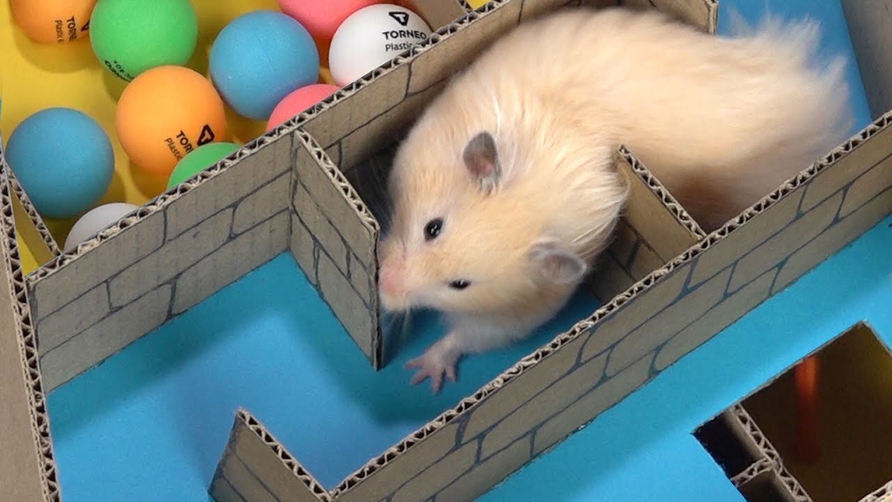 My Funny Pet Hamster in 6-Level Pyramid Maze