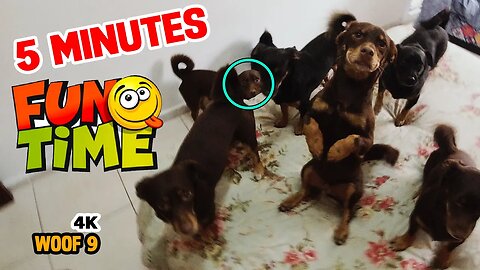 Unleash Fun with 5Minutes of Playtime Join 9Adorable Fluffy Dogs in an Entertaining Canine Adventure