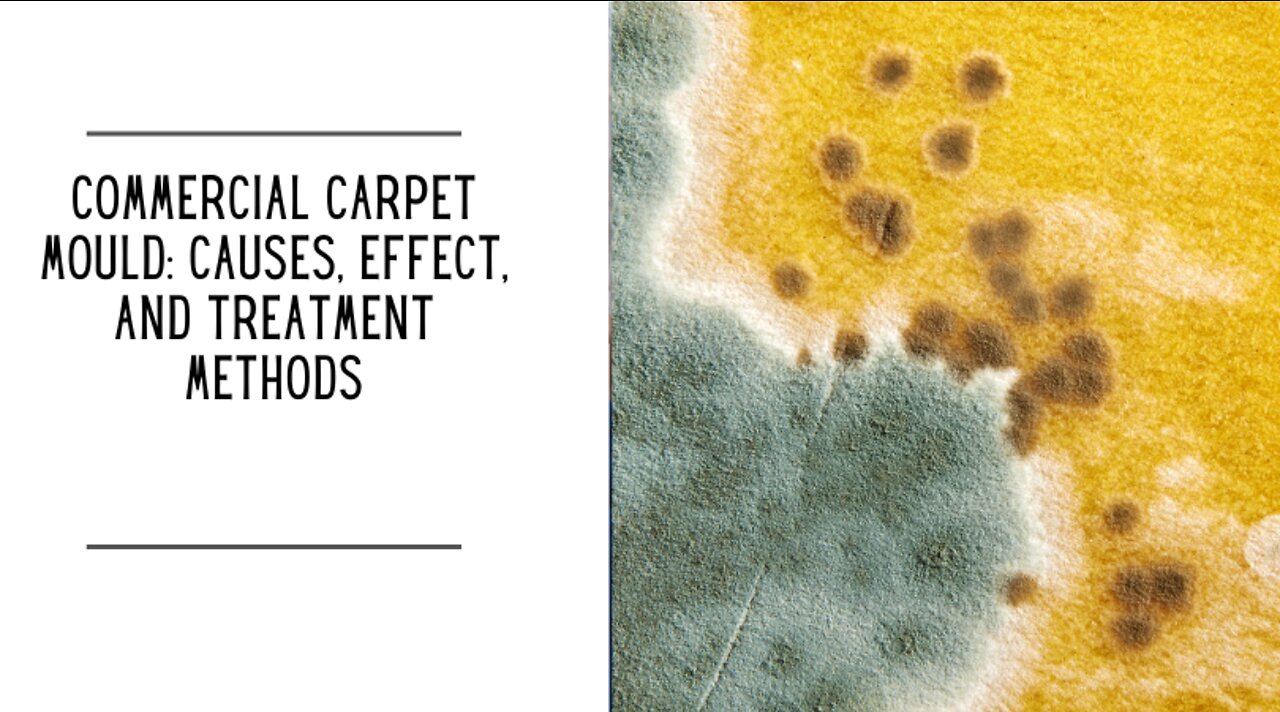 Commercial Carpet Mould: Causes, Effect, and Treatment Methods