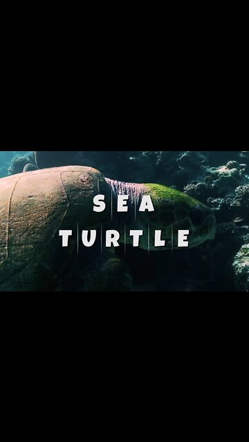 EPIC SIGHTING OF AN UNDERWATER SEA TURTLE