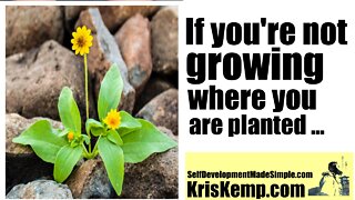 If you are not growing where you are planted ....