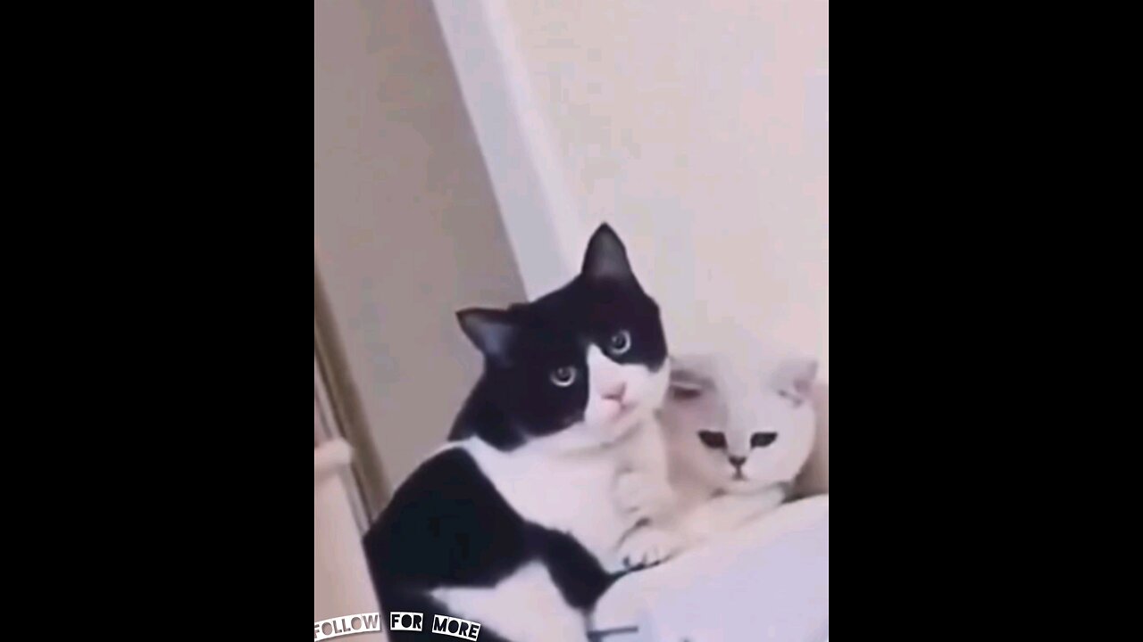 Cat and cat theft caught today🤣😂 Amazing video