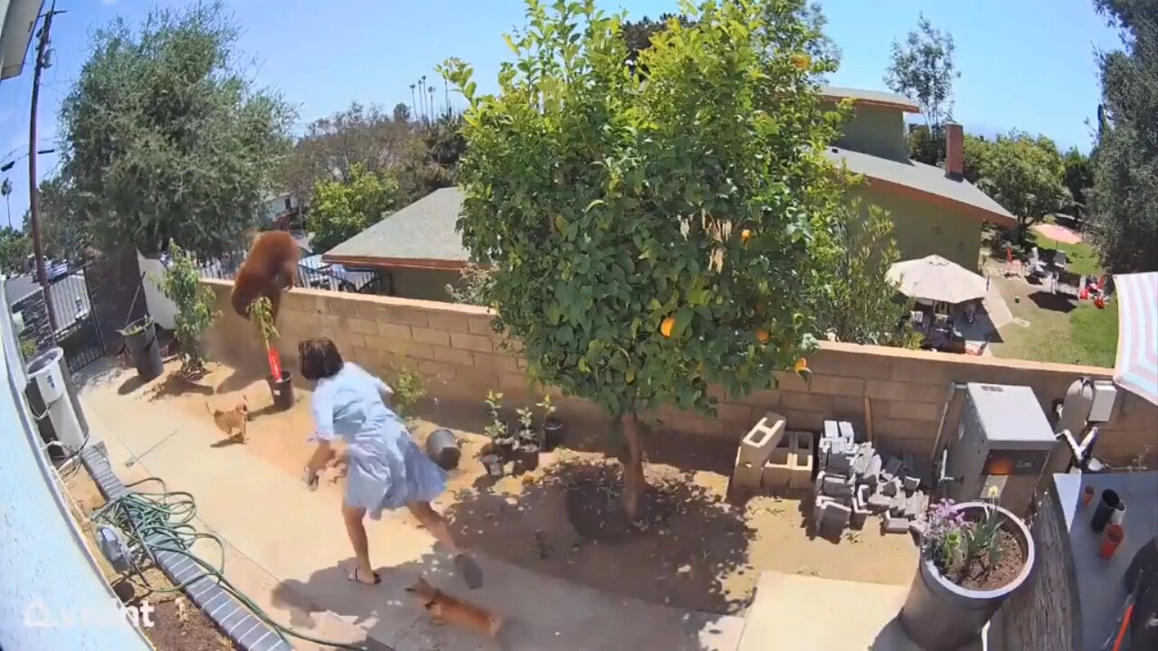 Woman pushes bear to protect her dogs