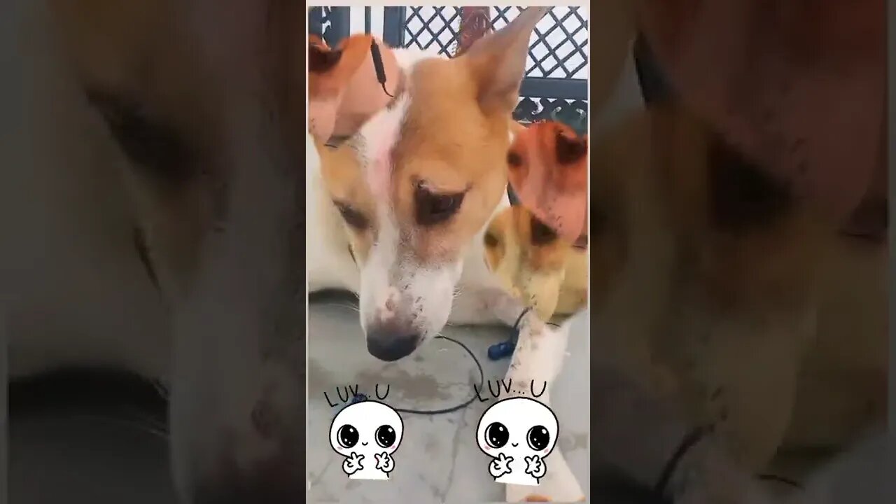 cute puppies cute | puppy videos | cute puppies shorts 69 | short vlogs 🐕#shorts #trendingvideo #dog