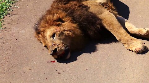 Lions fight 😢😢 Lions fight over Lioness.