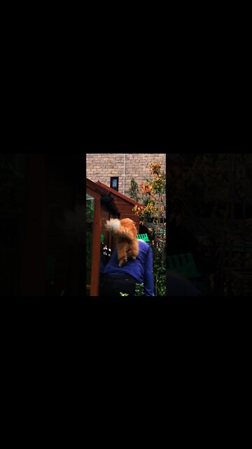 Cat and owner are best friends Funny cats and humans doing cute things