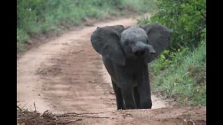 Elefante bebé invade jardim de casa na Índia