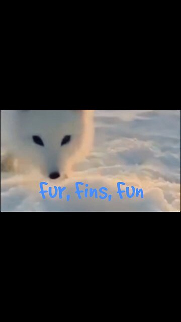 Fur, Fins, Fun