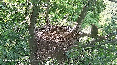 Hays Eagles Beautiful flyin by H20! Moves up to the attic and calls for dinner. 07-11-2023 16:34