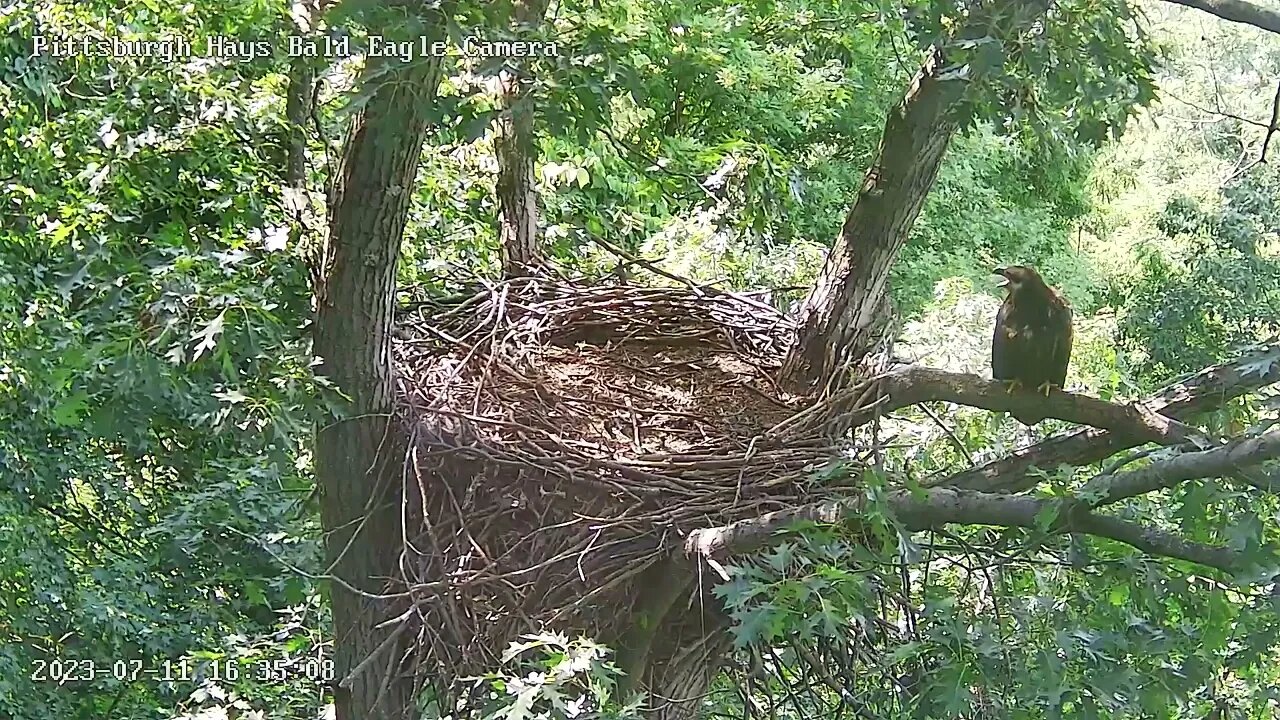 Hays Eagles Beautiful flyin by H20! Moves up to the attic and calls for dinner. 07-11-2023 16:34