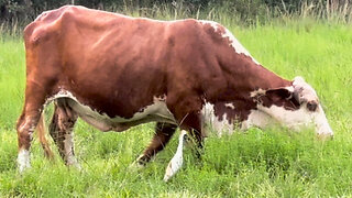 Cow and Egret are unlikely best friends