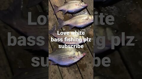 Catching white bass in ky #fishing #viral #fyp #pleasesubscribe #creeksquad