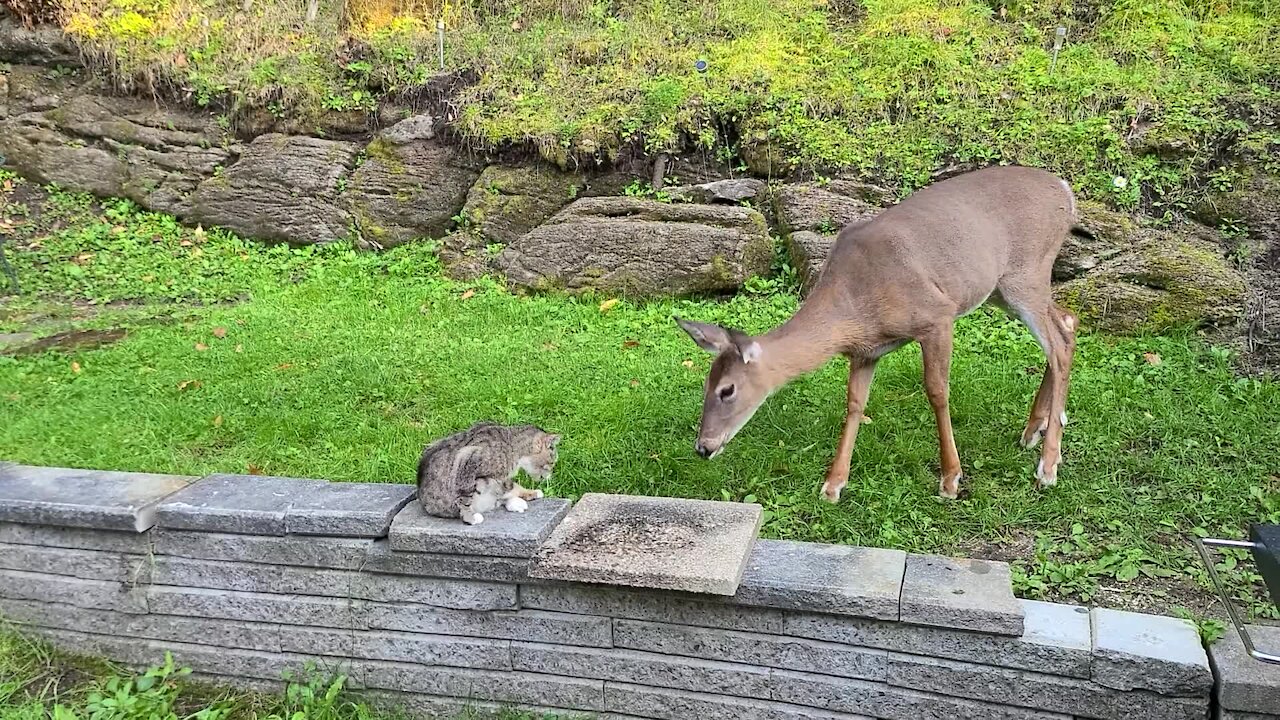 Sweet deer really wants to befriend kitty cat