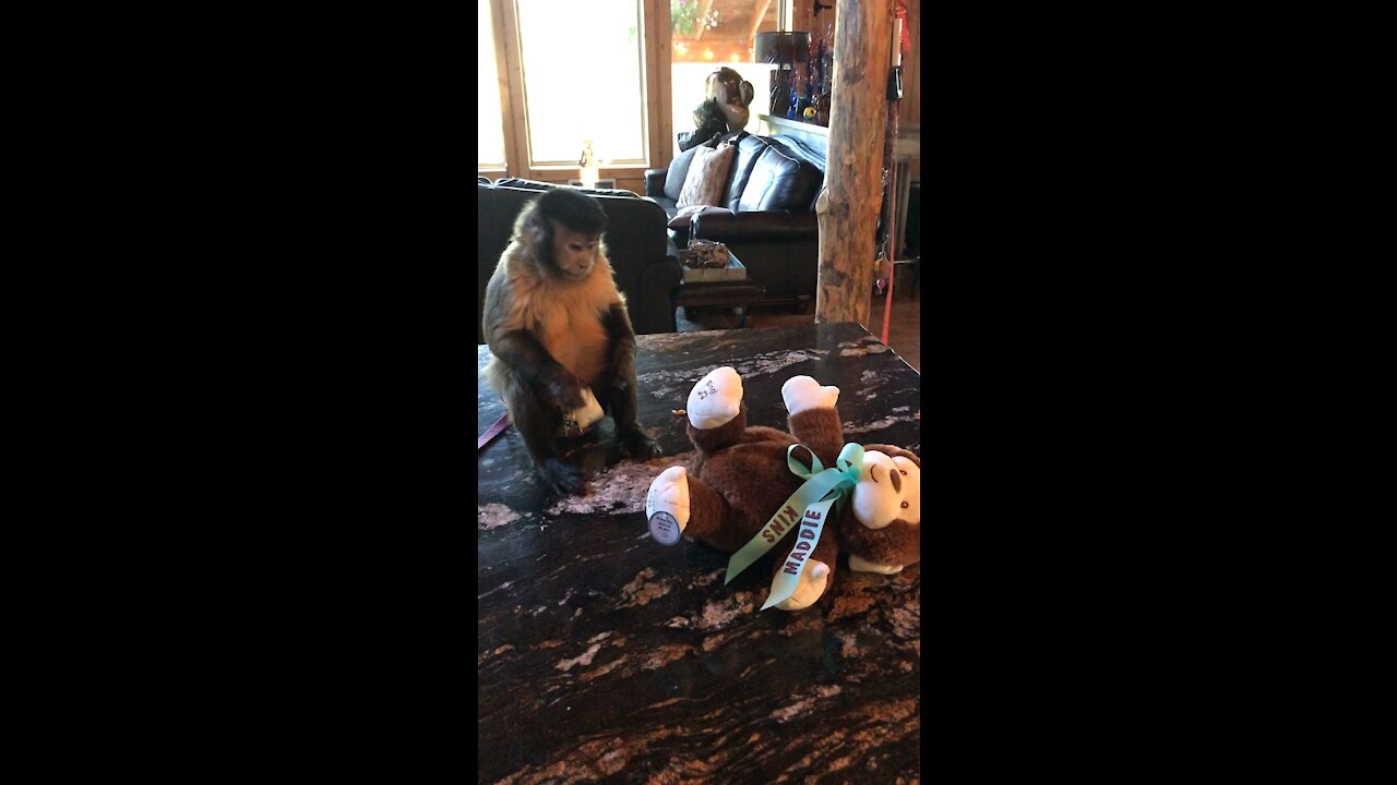 Bella the Monkey first Rumble Video