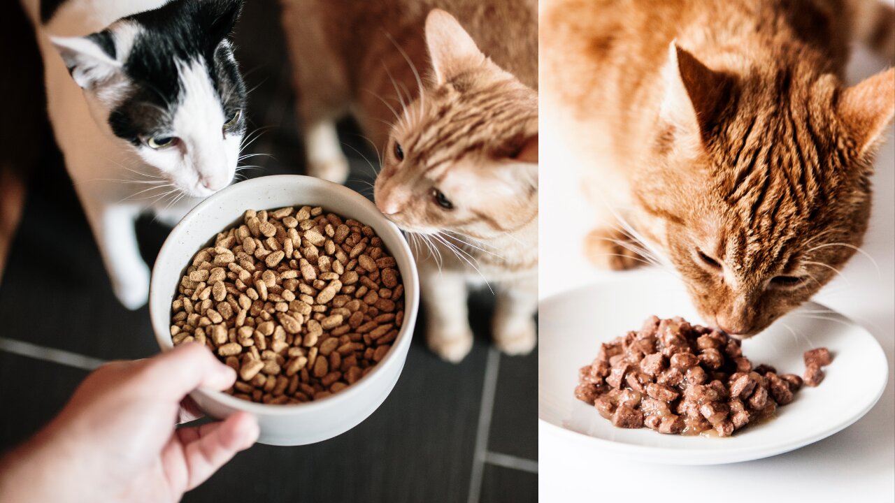 Cat food in bowls - How to cat eat foods?