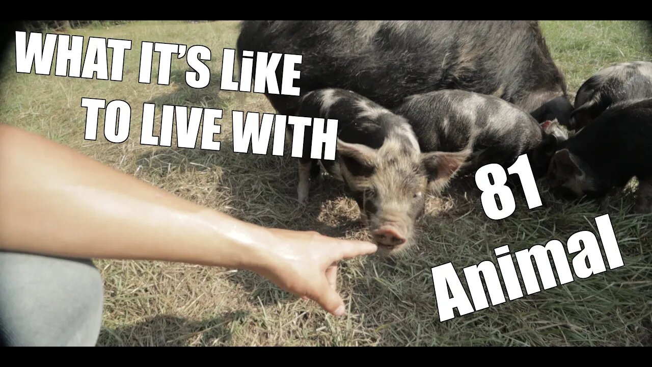 What it’s like to live with 81 ANIMALS!!!/ DIY PROJECT OF THE WEEK/ Homestead Update!!!