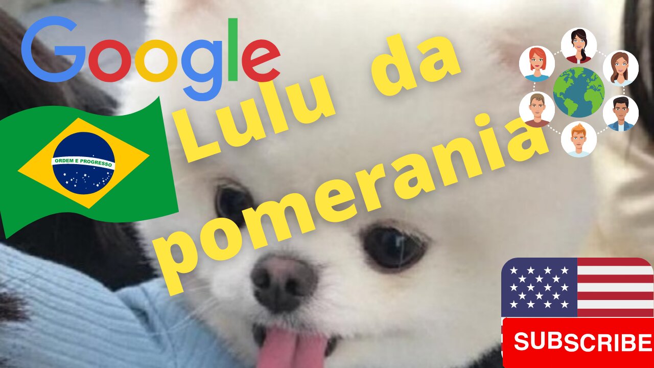 Lulu da pomerânia (Spitz alemão) tosa ursinho.