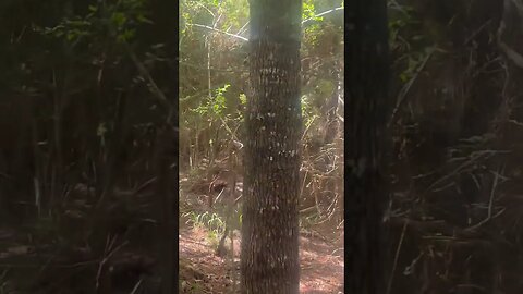 Jaw-Dropping Moment: Majestic White-tailed Buck in Kingwood, Texas