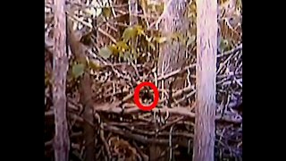 The Texas Bigfoot Photo